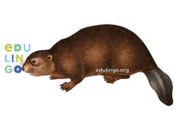 Thumbnail: Beaver in English