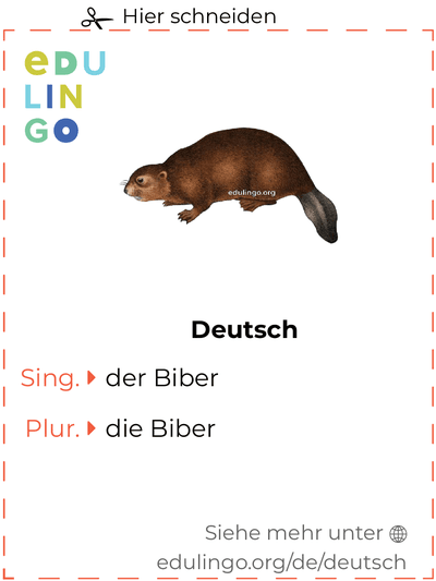 Biber auf Deutsch Vokabelkartei zum Ausdrucken, Üben und Lernen