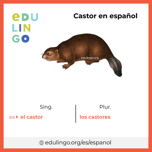 Imagen de vocabulario Castor en español con singular y plural para descargar e imprimir