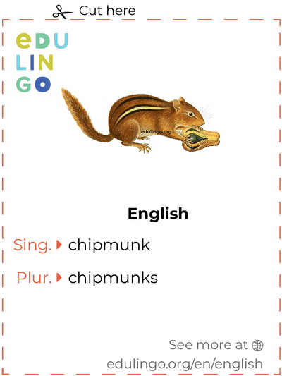 Chipmunk in English vocabulary flashcard for printing, practicing and learning