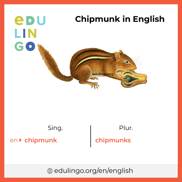 Chipmunk in English vocabulary picture with singular and plural for download and printing