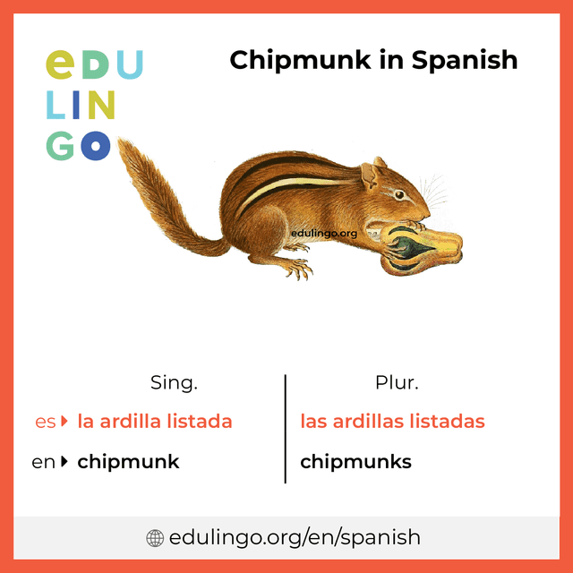 Chipmunk in Spanish vocabulary picture with singular and plural for download and printing