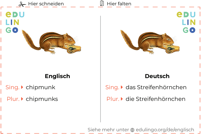 Streifenhörnchen auf Englisch Vokabelkartei zum Ausdrucken, Üben und Lernen