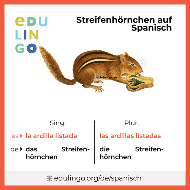 Streifenhörnchen auf Spanisch Vokabelbild mit Singular und Plural zum Herunterladen und Ausdrucken