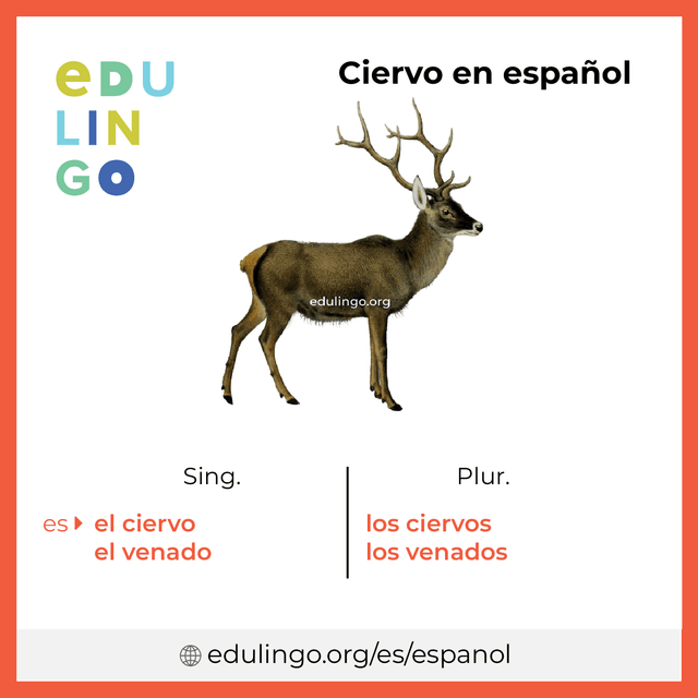 Imagen de vocabulario Ciervo en español con singular y plural para descargar e imprimir