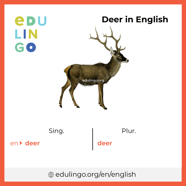 Deer in English vocabulary picture with singular and plural for download and printing