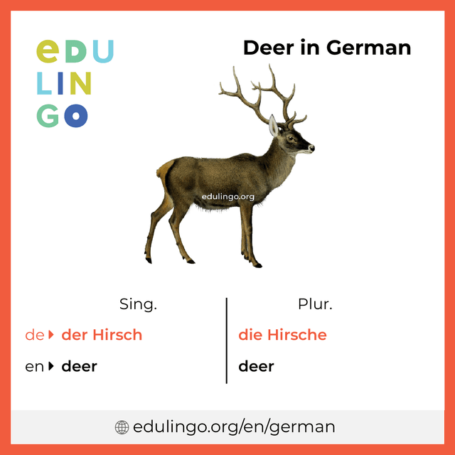 Deer in German vocabulary picture with singular and plural for download and printing