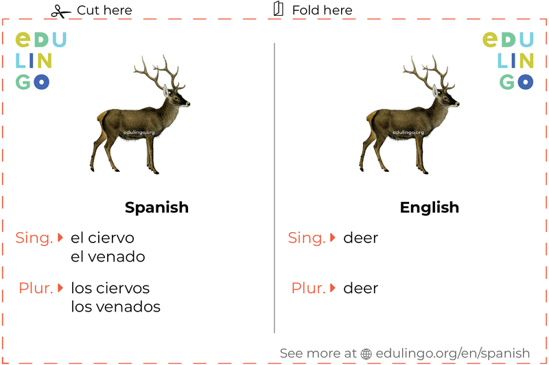 Deer in Spanish • Writing and pronunciation (with pictures)