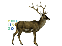 Deer in English • Writing and pronunciation (with pictures)