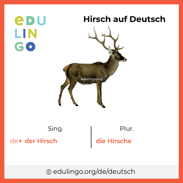 Hirsch auf Deutsch Vokabelbild mit Singular und Plural zum Herunterladen und Ausdrucken