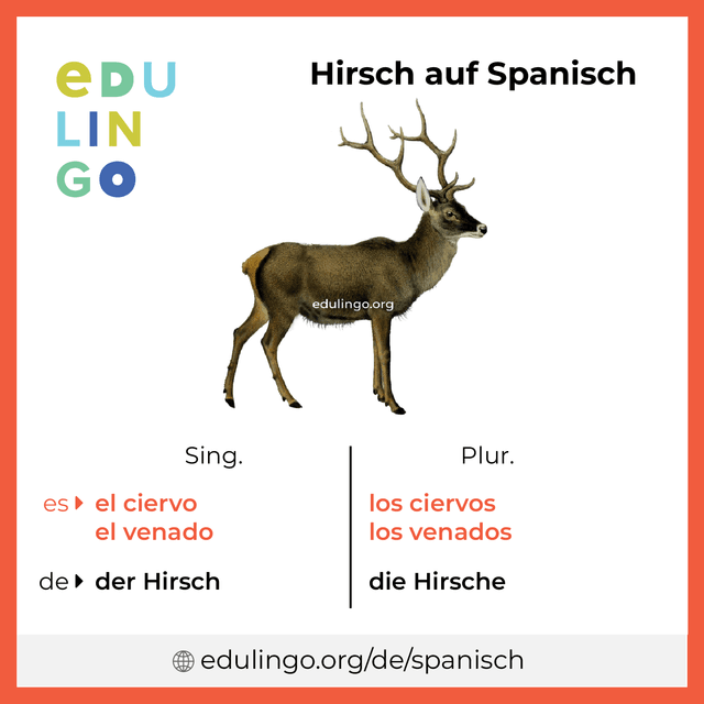 Hirsch auf Spanisch Vokabelbild mit Singular und Plural zum Herunterladen und Ausdrucken