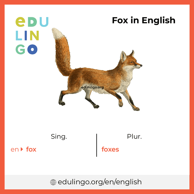 Fox in English vocabulary picture with singular and plural for download and printing