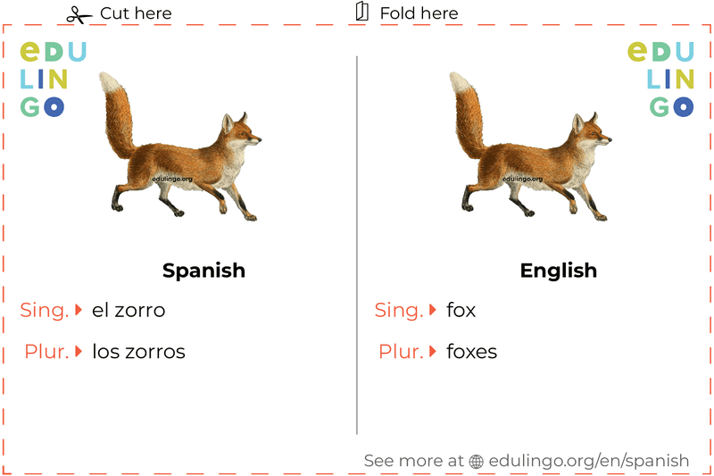 Fox in Spanish • Writing and pronunciation (with pictures)