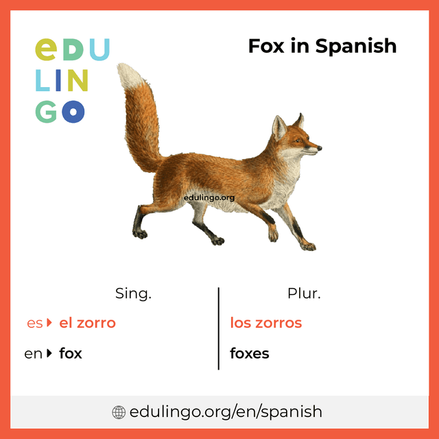 Fox in Spanish vocabulary picture with singular and plural for download and printing