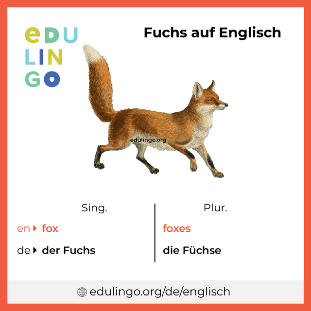 Fuchs auf Englisch Vokabelbild mit Singular und Plural zum Herunterladen und Ausdrucken