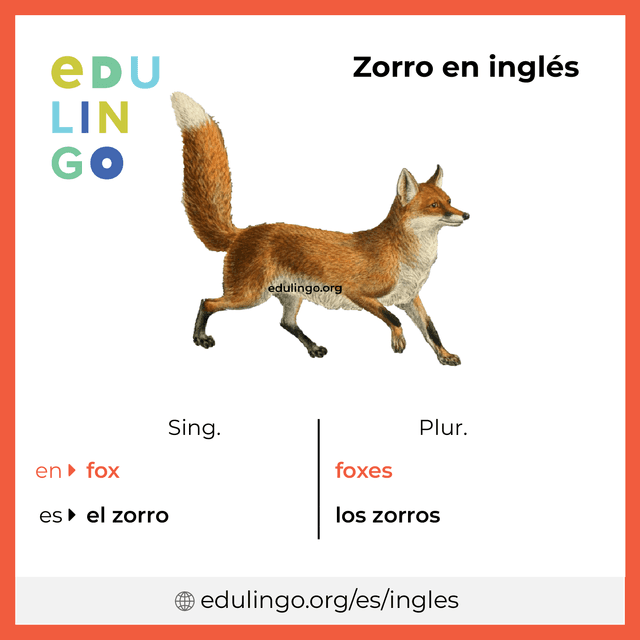 Imagen de vocabulario Zorro en inglés con singular y plural para descargar e imprimir