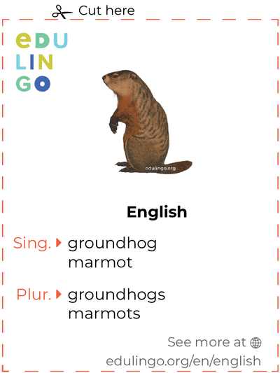 Groundhog in English vocabulary flashcard for printing, practicing and learning