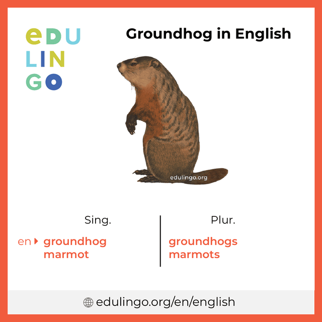 Groundhog in English vocabulary picture with singular and plural for download and printing