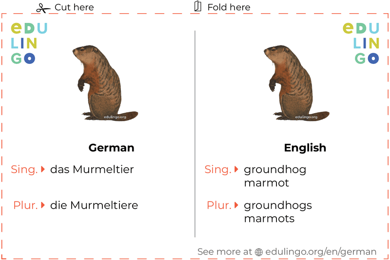 Groundhog in German vocabulary flashcard for printing, practicing and learning