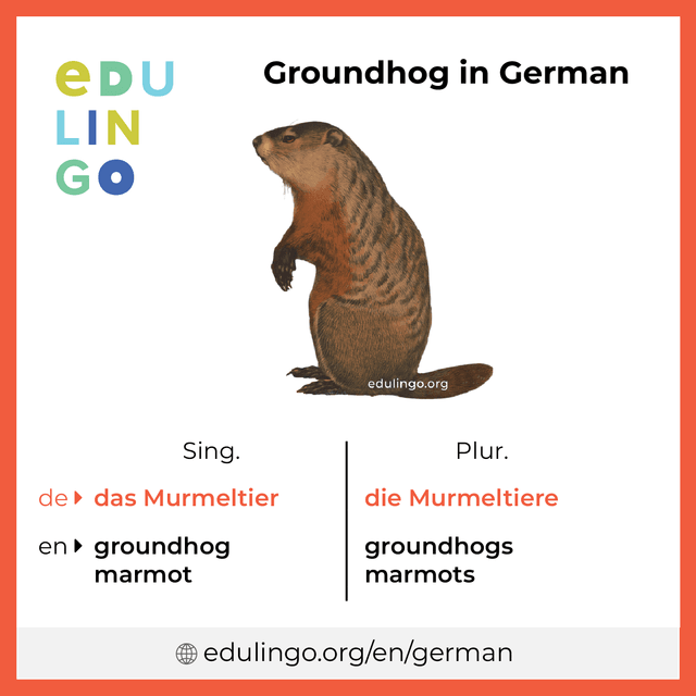 Groundhog in German vocabulary picture with singular and plural for download and printing