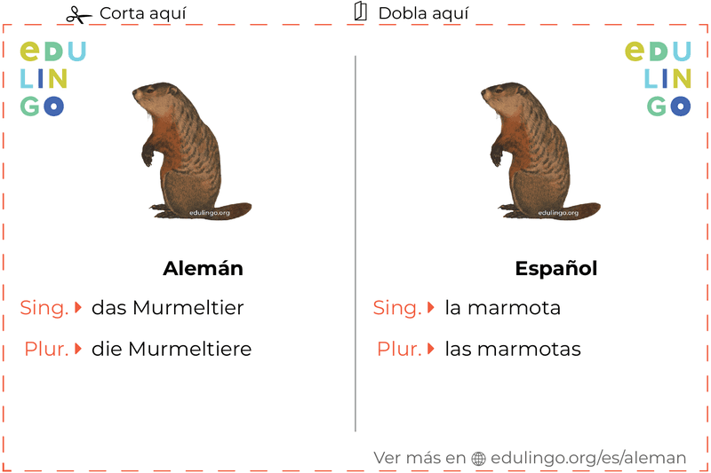 Ficha de Vocabulario Marmota en alemán para imprimir, practicar y aprender