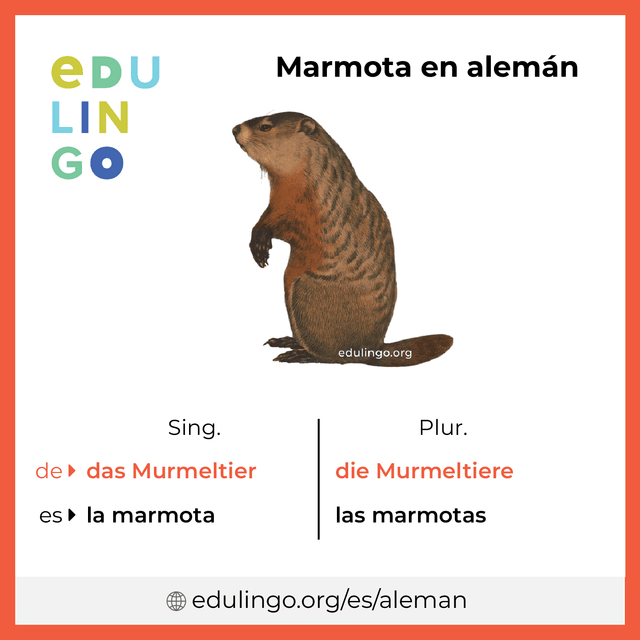 Imagen de vocabulario Marmota en alemán con singular y plural para descargar e imprimir