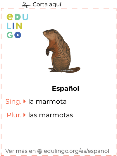 Ficha de Vocabulario Marmota en español para imprimir, practicar y aprender