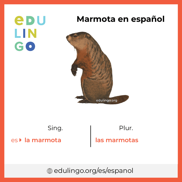 Imagen de vocabulario Marmota en español con singular y plural para descargar e imprimir