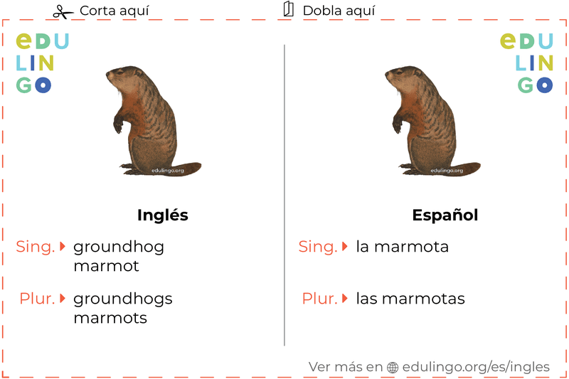 Ficha de Vocabulario Marmota en inglés para imprimir, practicar y aprender