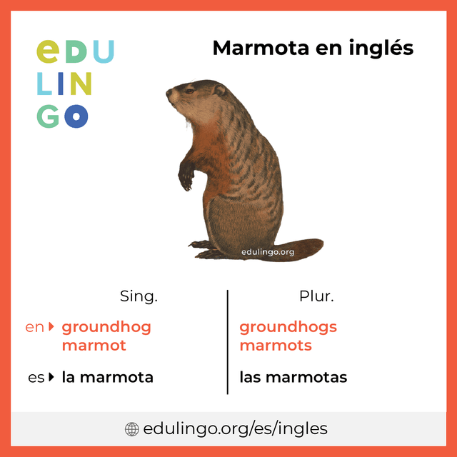 Imagen de vocabulario Marmota en inglés con singular y plural para descargar e imprimir