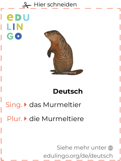 Murmeltier auf Deutsch Vokabelkartei zum Ausdrucken, Üben und Lernen