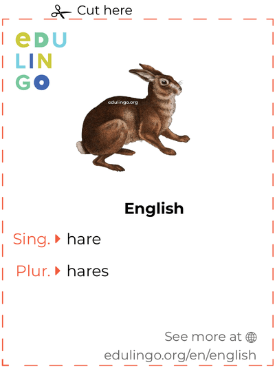 Hare in English • Writing and pronunciation (with pictures)
