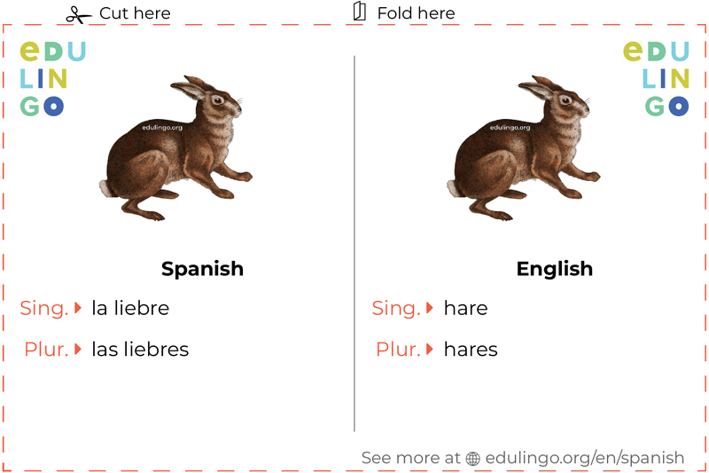 Hare in Spanish vocabulary flashcard for printing, practicing and learning