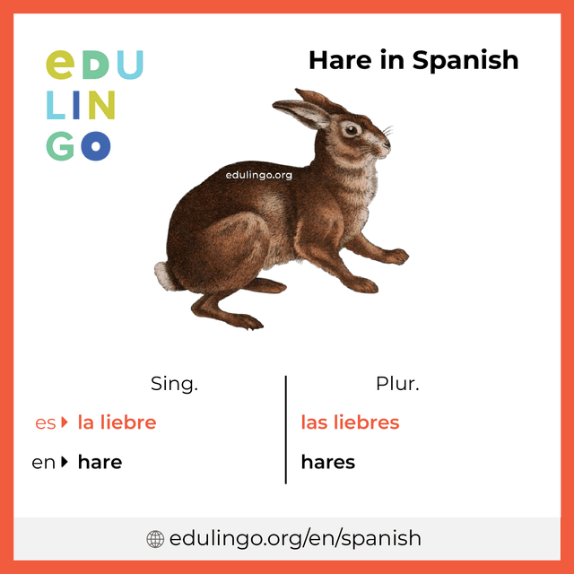 Hare in Spanish vocabulary picture with singular and plural for download and printing