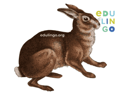 Thumbnail: Hare in German