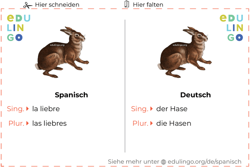 Hase auf Spanisch Vokabelkartei zum Ausdrucken, Üben und Lernen