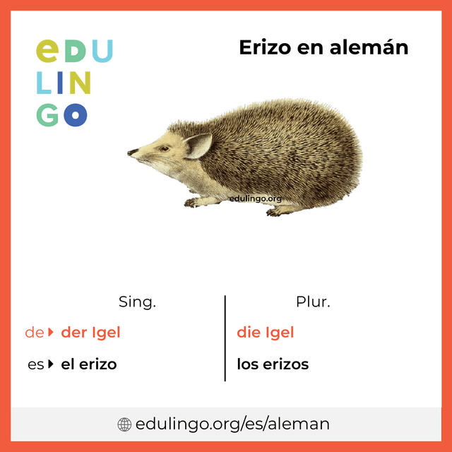 Imagen de vocabulario Erizo en alemán con singular y plural para descargar e imprimir