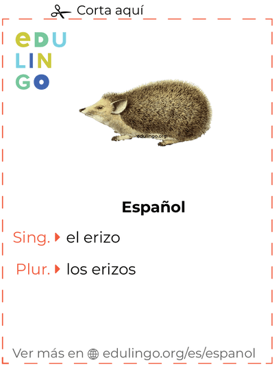 Ficha de Vocabulario Erizo en español para imprimir, practicar y aprender