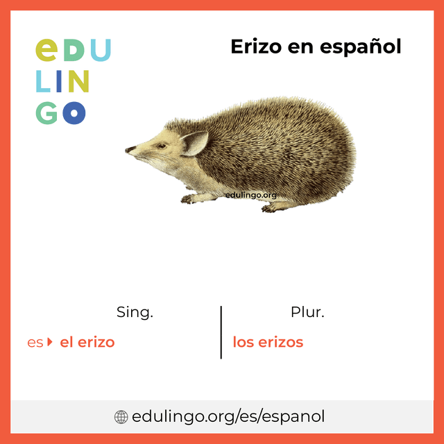 Imagen de vocabulario Erizo en español con singular y plural para descargar e imprimir