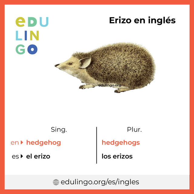Imagen de vocabulario Erizo en inglés con singular y plural para descargar e imprimir