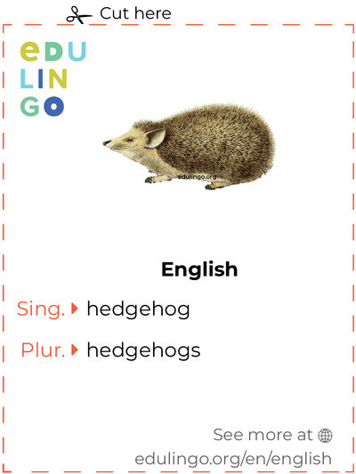 Hedgehog in English vocabulary flashcard for printing, practicing and learning