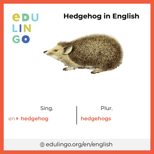 Hedgehog in English vocabulary picture with singular and plural for download and printing