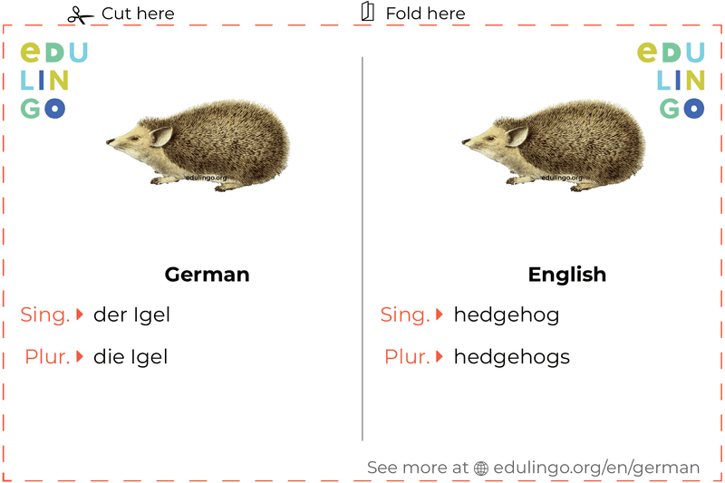 Hedgehog in German vocabulary flashcard for printing, practicing and learning