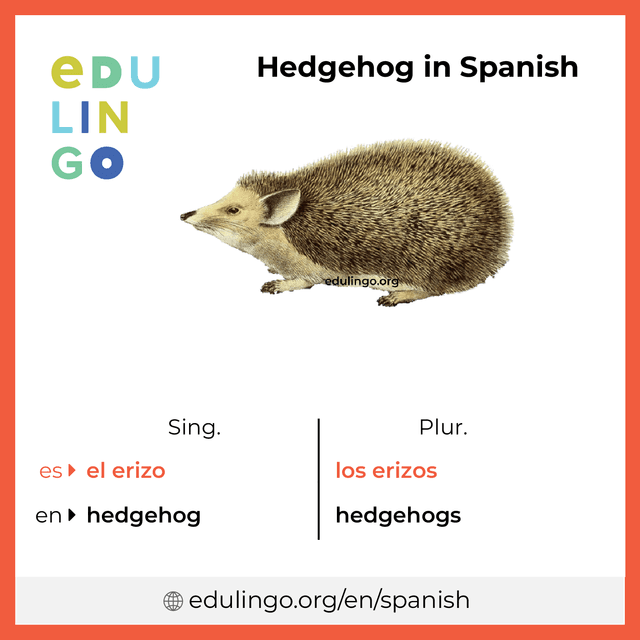 Hedgehog in Spanish vocabulary picture with singular and plural for download and printing