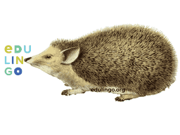 Thumbnail: Hedgehog in English