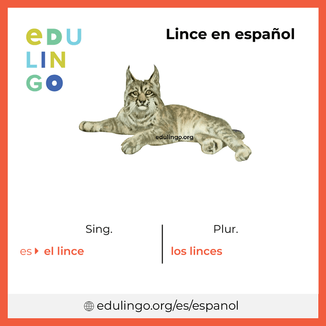 Imagen de vocabulario Lince en español con singular y plural para descargar e imprimir