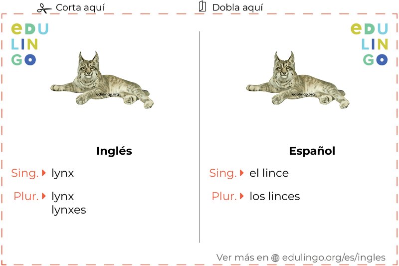 Ficha de Vocabulario Lince en inglés para imprimir, practicar y aprender