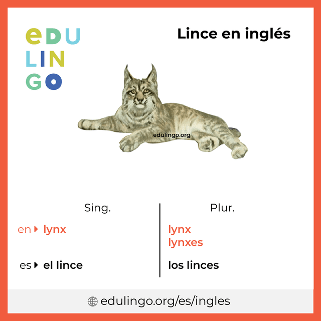 Imagen de vocabulario Lince en inglés con singular y plural para descargar e imprimir