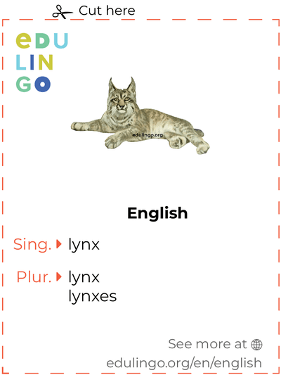 Lynx in English vocabulary flashcard for printing, practicing and learning