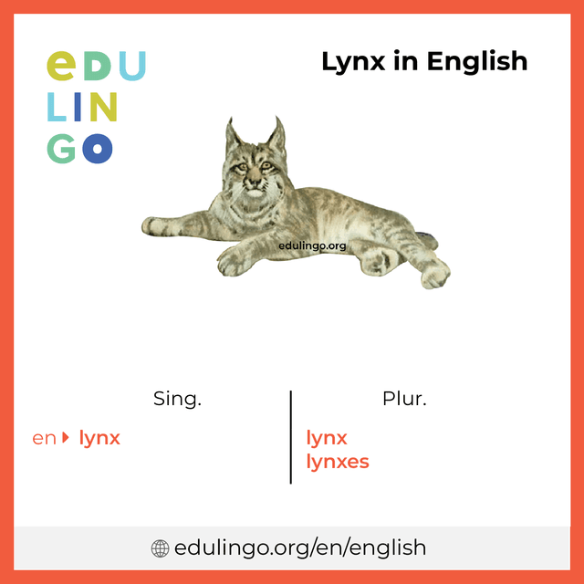 Lynx in English vocabulary picture with singular and plural for download and printing